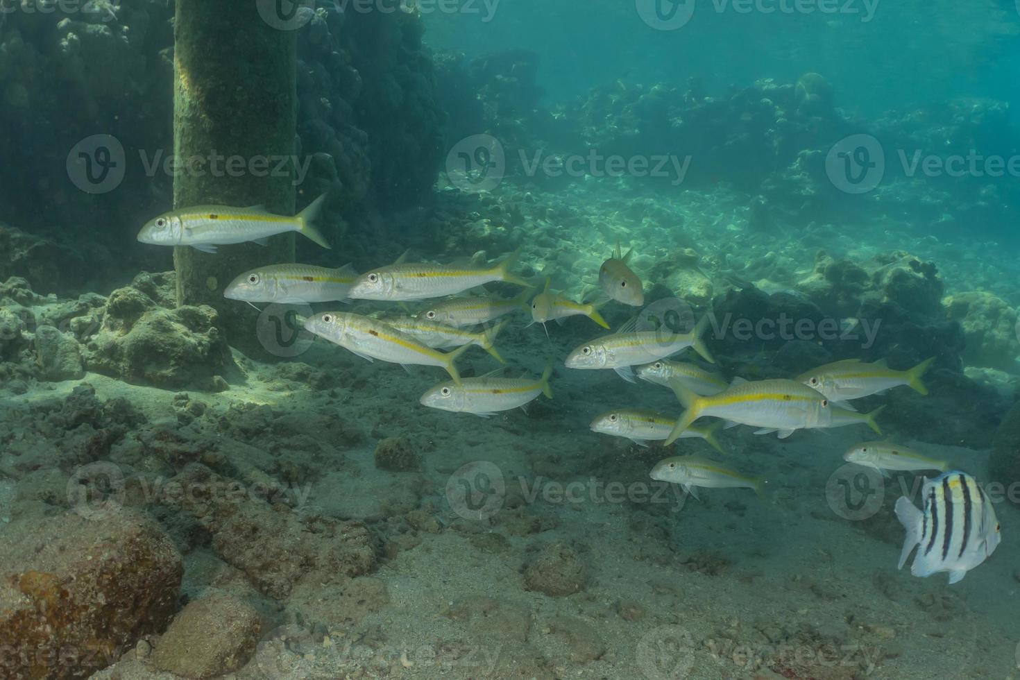 Fish swim in the Red Sea, colorful fish, Eilat Israel photo