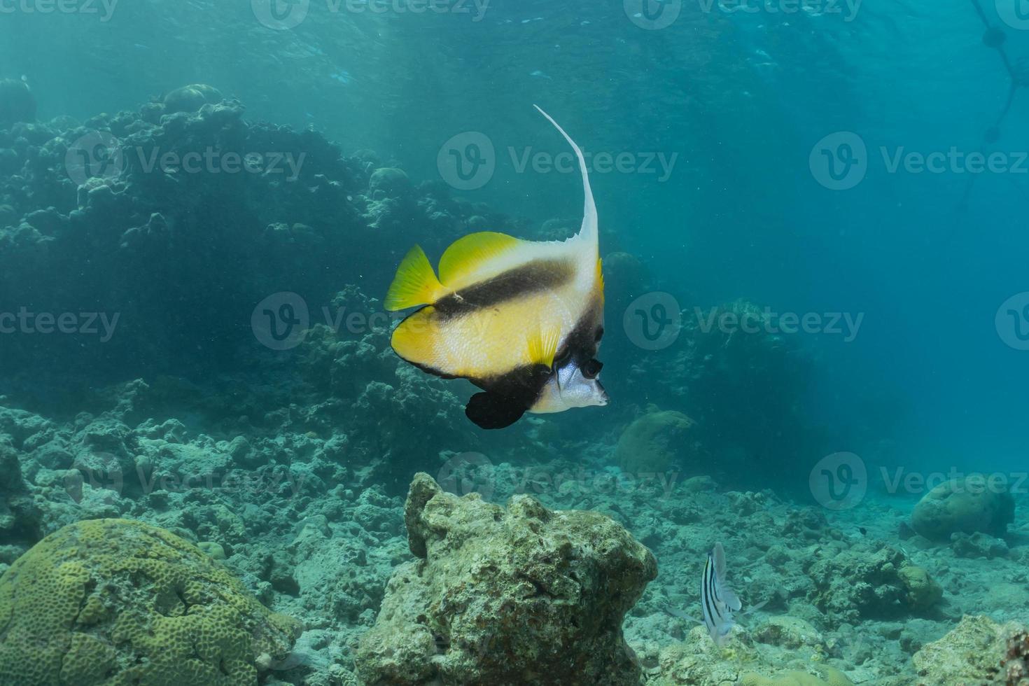 Fish swim in the Red Sea, colorful fish, Eilat Israel photo