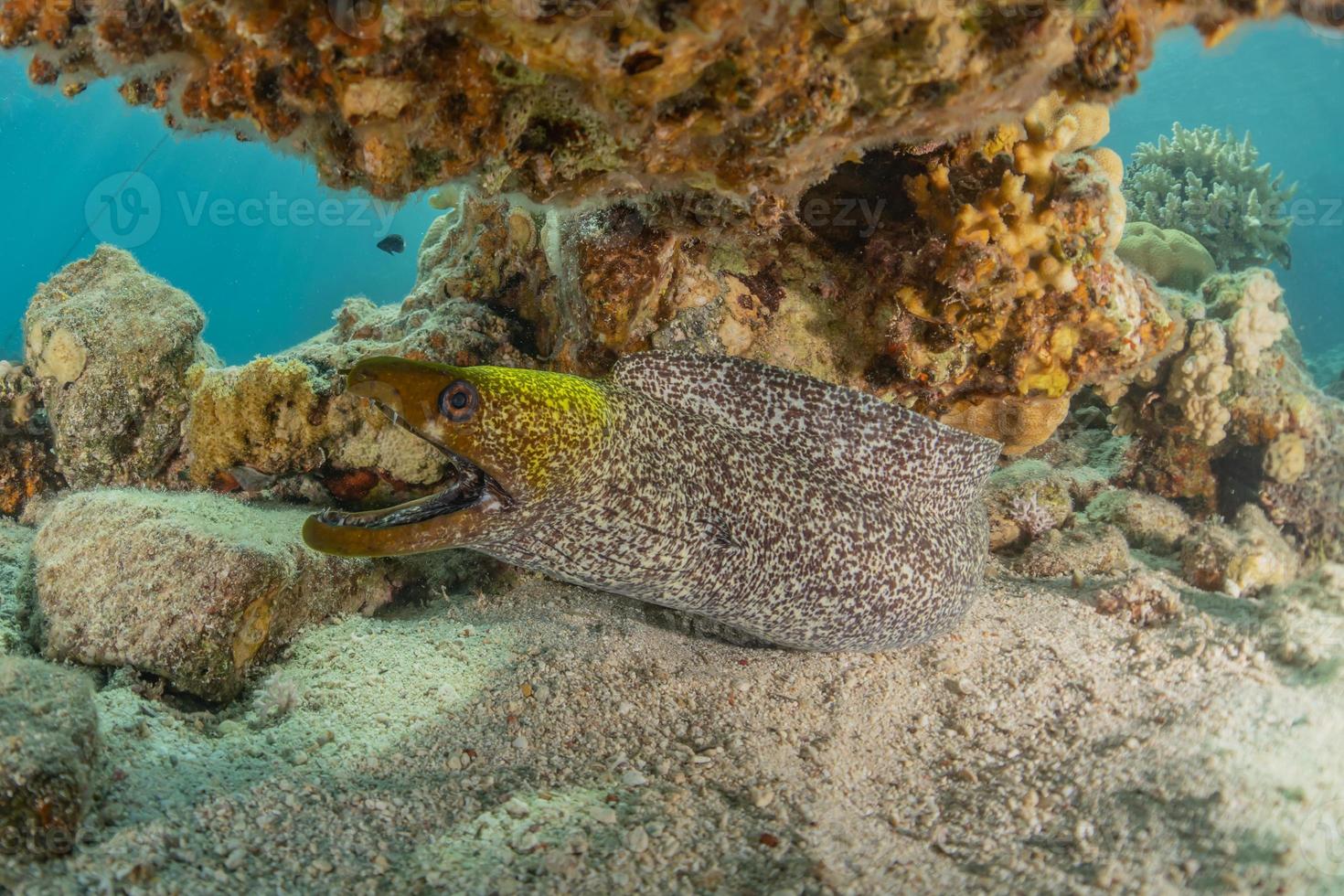 Morena mooray lycodontis undulatus en el mar rojo, eilat israel foto