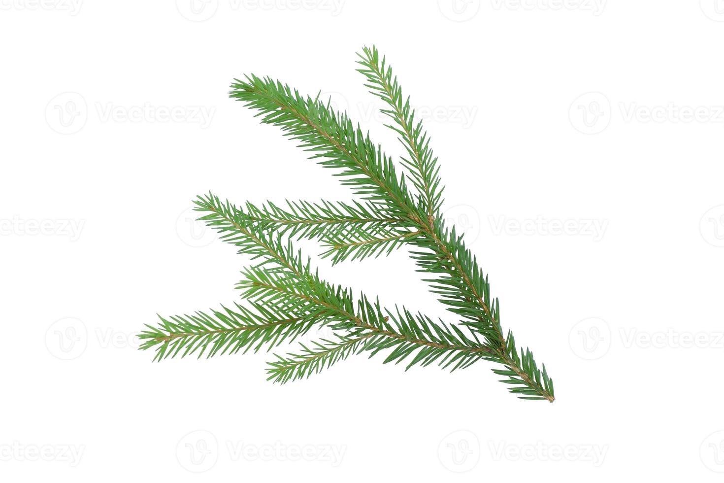Spruce branch isolated on a white background with a path for pruning photo