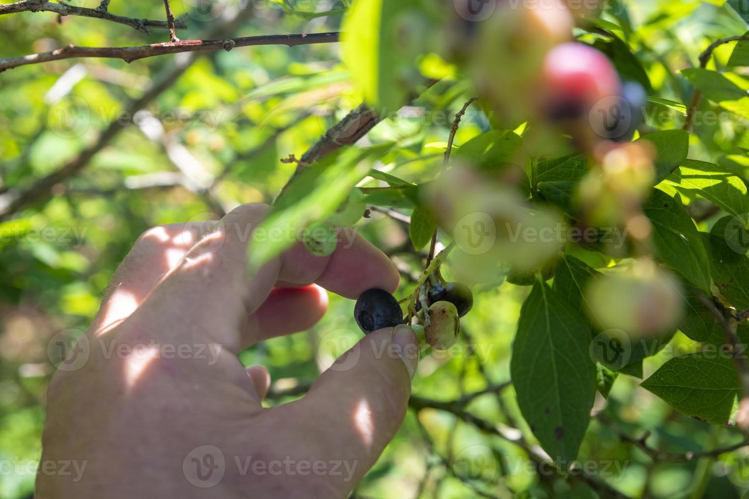 A hand reaches for ripe blueberries hanging from a bush photo