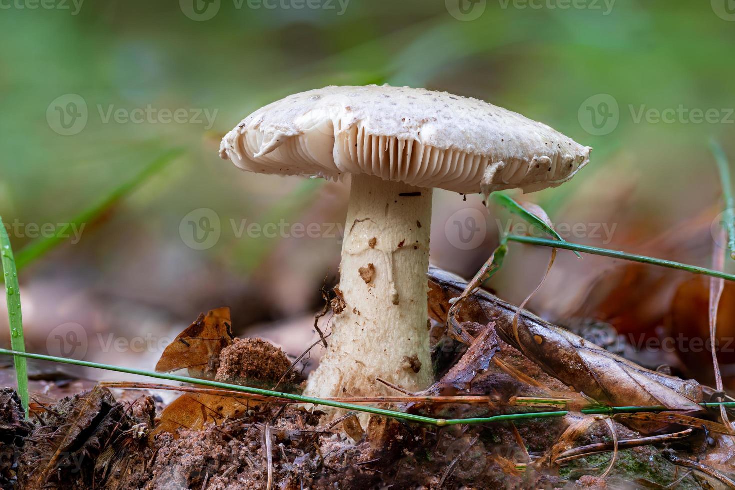 Close up of a agaric mushroom between pine needles and grass photo