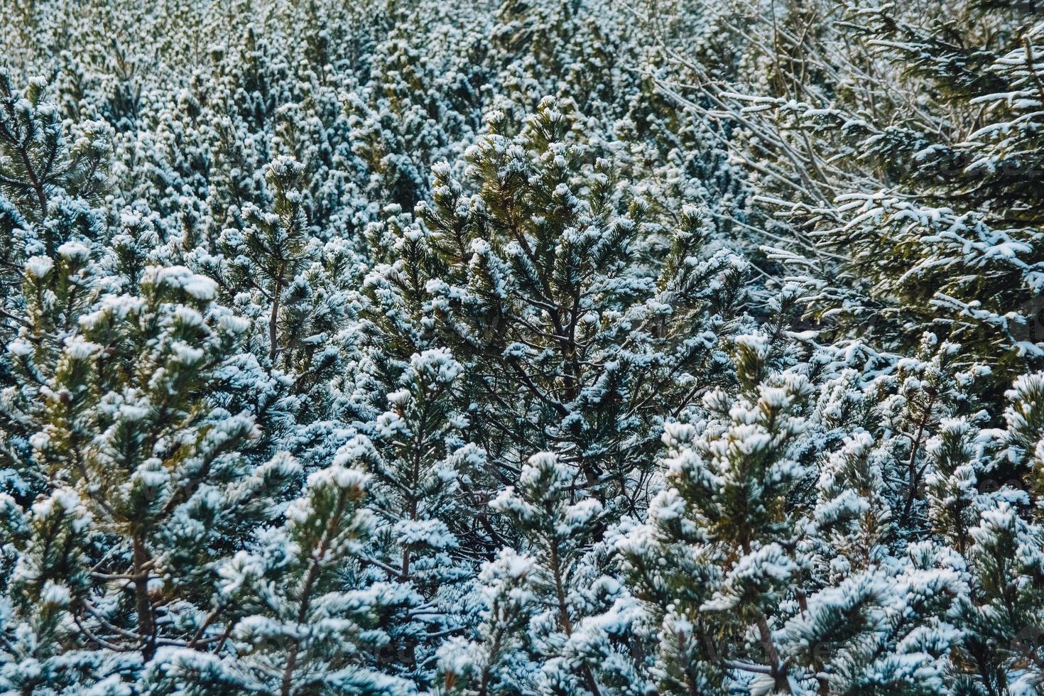 ramas verdes de abeto o pino cubiertas de nieve foto