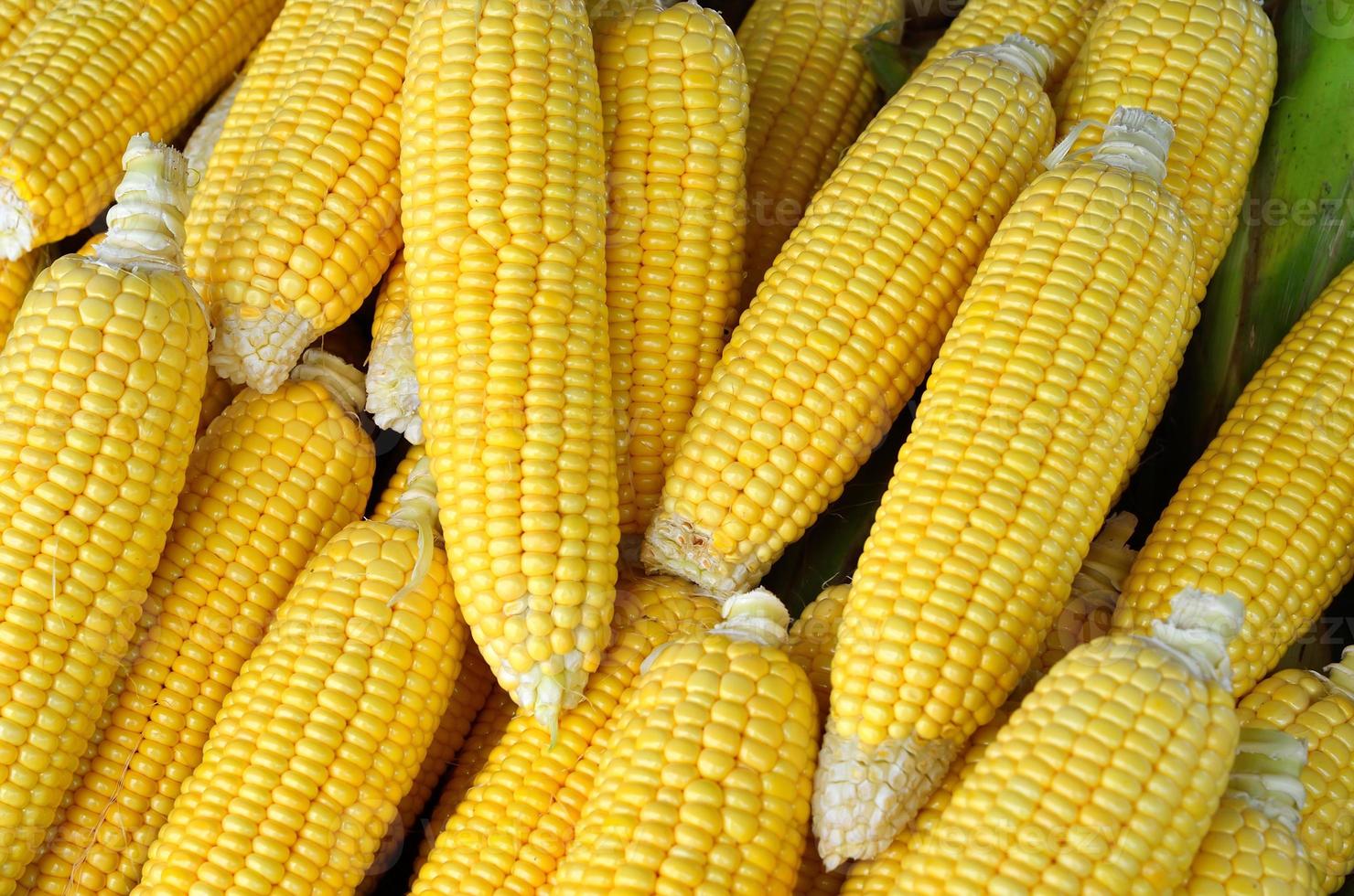 Fresh organic corn photo