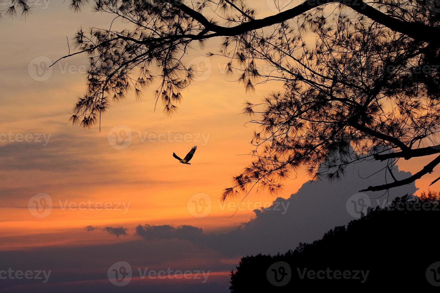 Bird flying in the evening photo