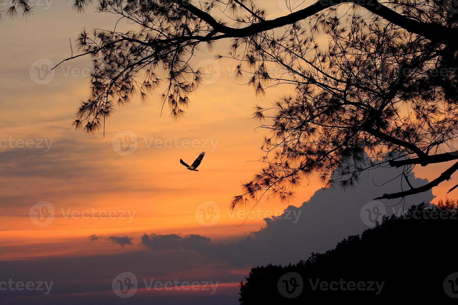 pájaro volando por la noche foto