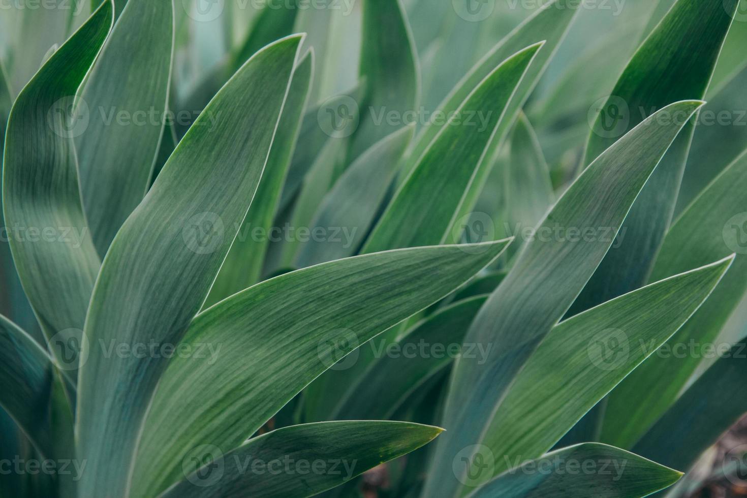 Green leaves, tropical plant growing in wild photo