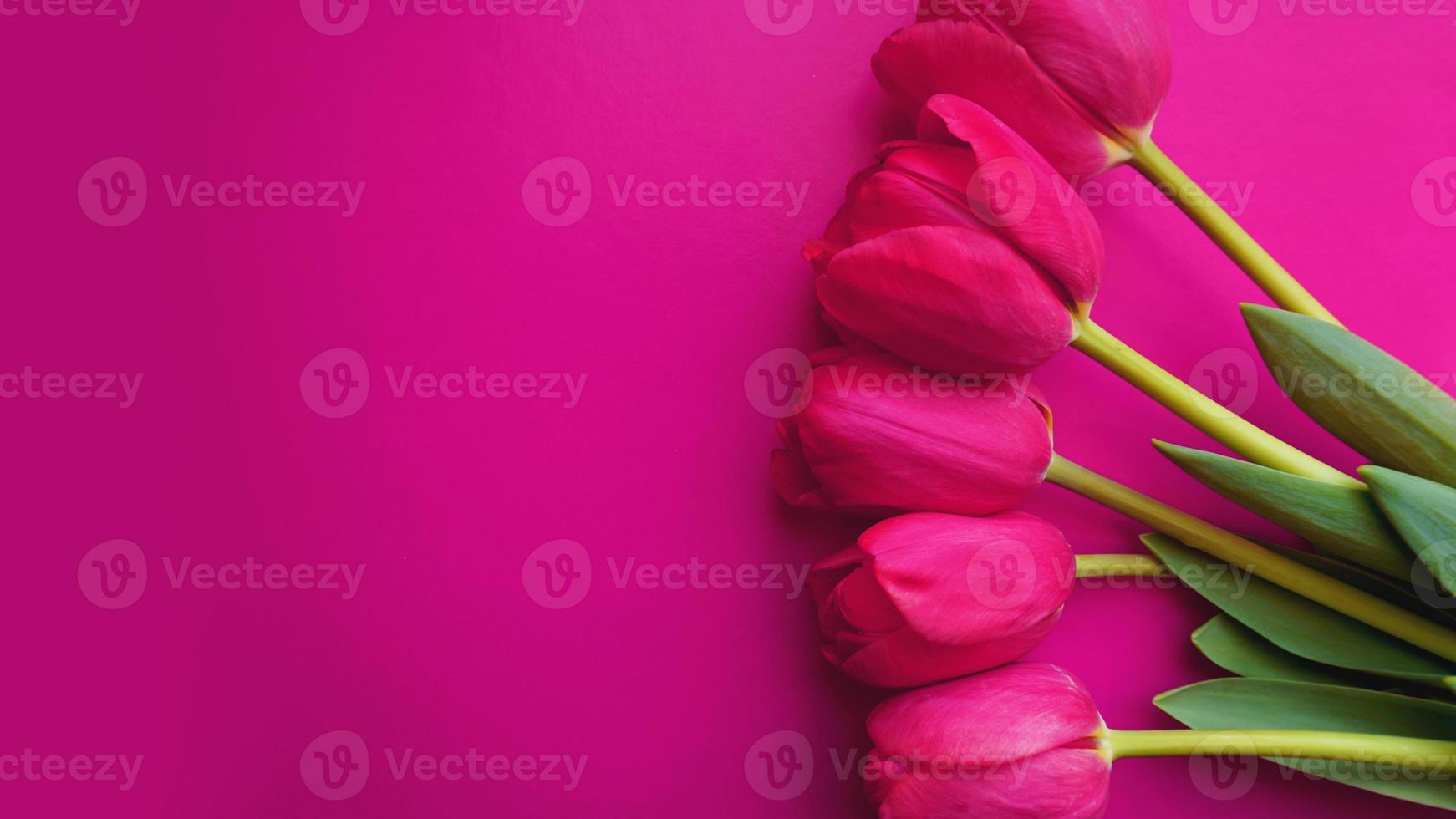 Pink tulips on pink background. Text space image photo