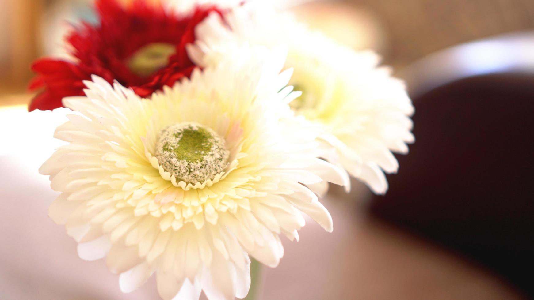 Gerbera flower isolated with Sunny blurred background photo