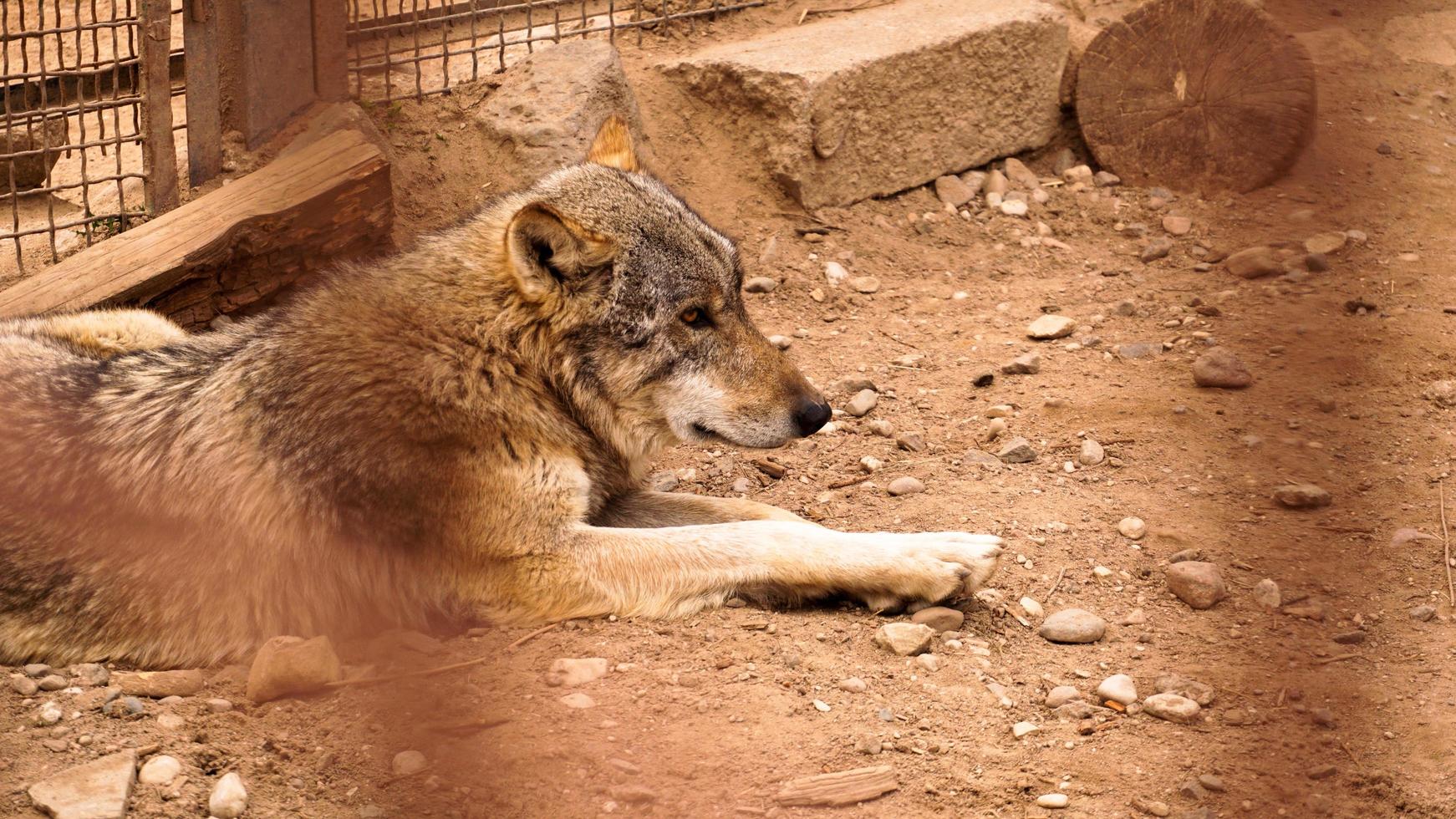 A lone wolf in a zoo cage. Keeping wild animals in captivity. photo