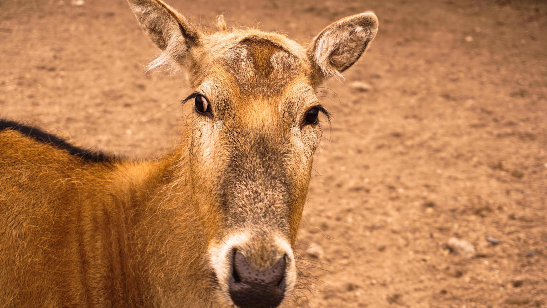 A female deer at the zoo. Deer on a background of sand photo