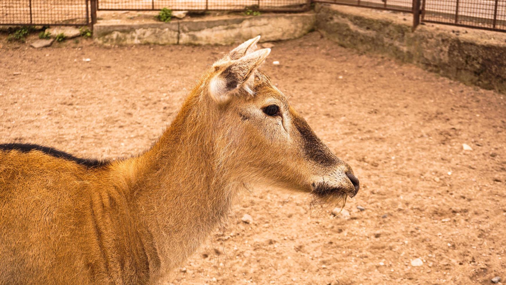 A female deer at the zoo. Deer on a background of sand photo