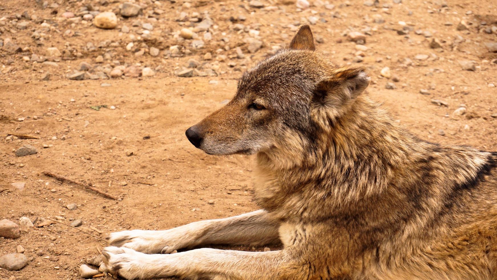 The wild wolf lies and looks into the distance. Wild animals concept photo