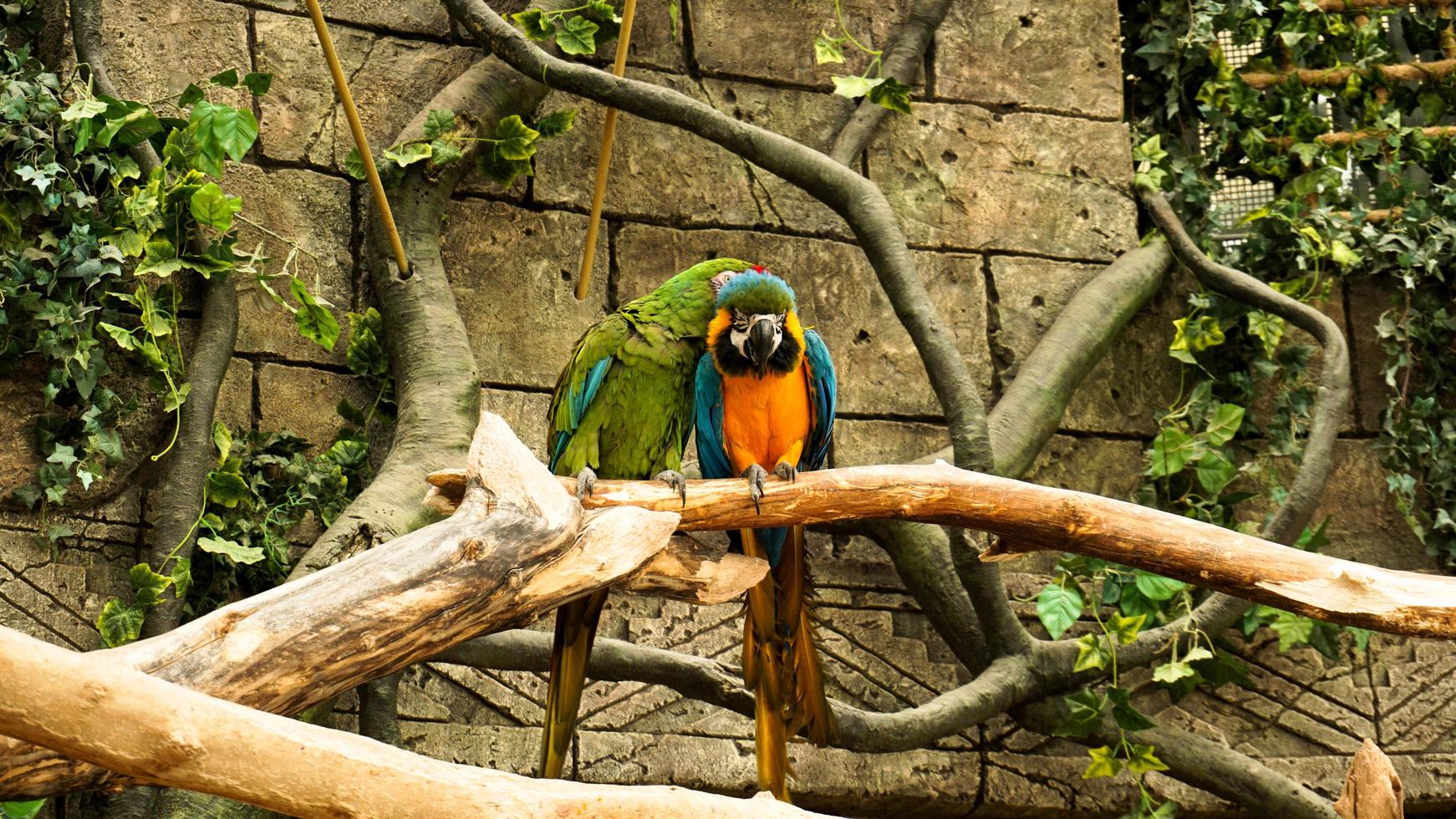 Parrot blue and yellow macaw on a tree branch. Jungle background. photo