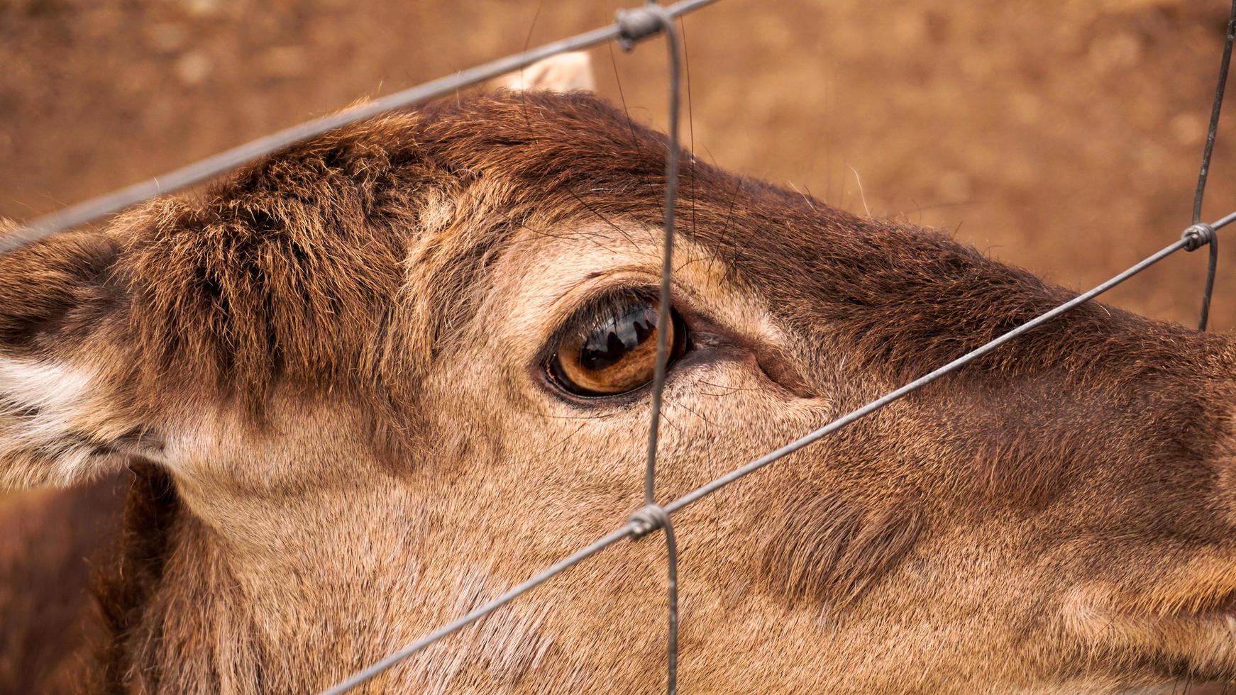 Roe deer in the cage of the zoo. Photo of an animal behind an iron net