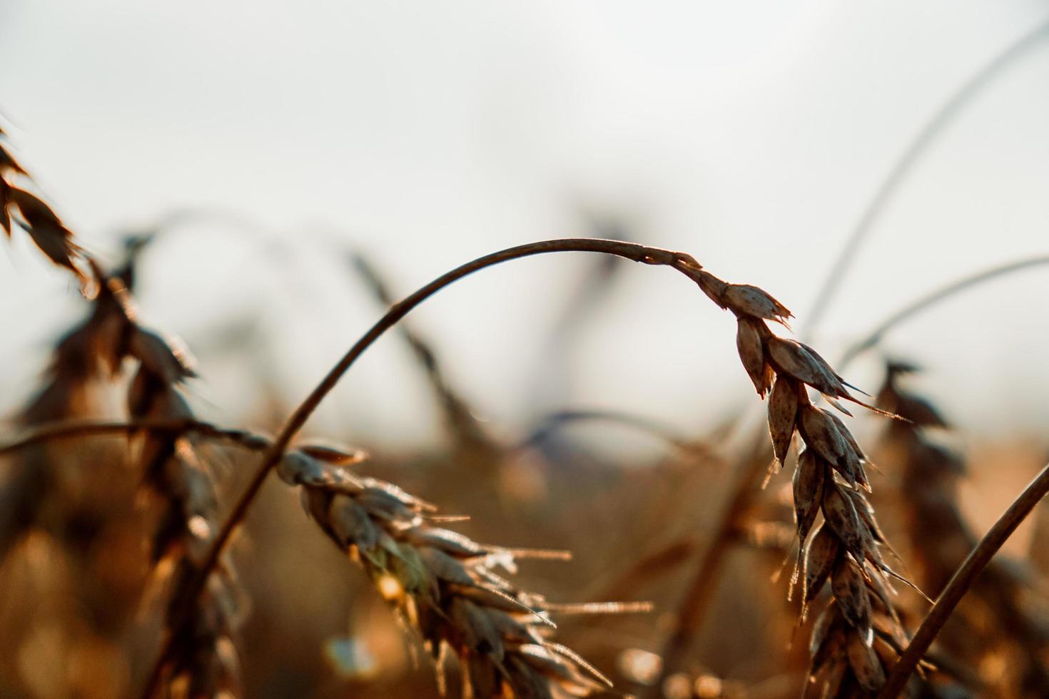 Ears of wheat. Summer wheat field. Natural natural background photo