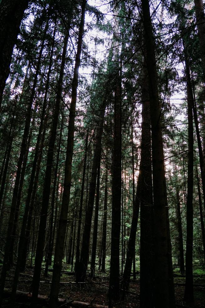 Dark pine forest. Bottom up view of tall trees. Vertical photo