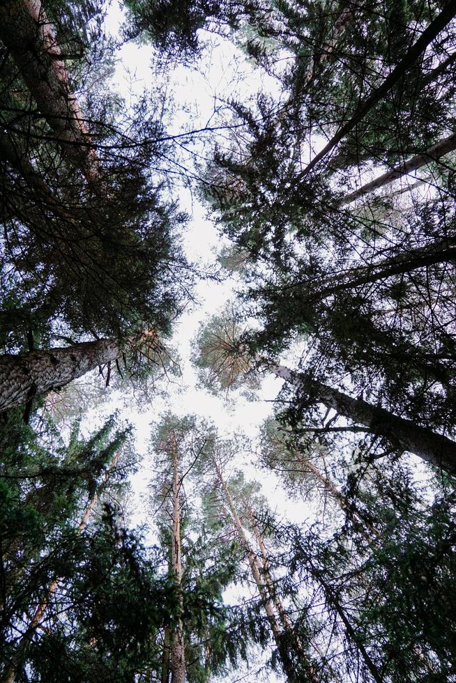 Bottom view of trees in pine forest in autumn. Dark pine forest photo