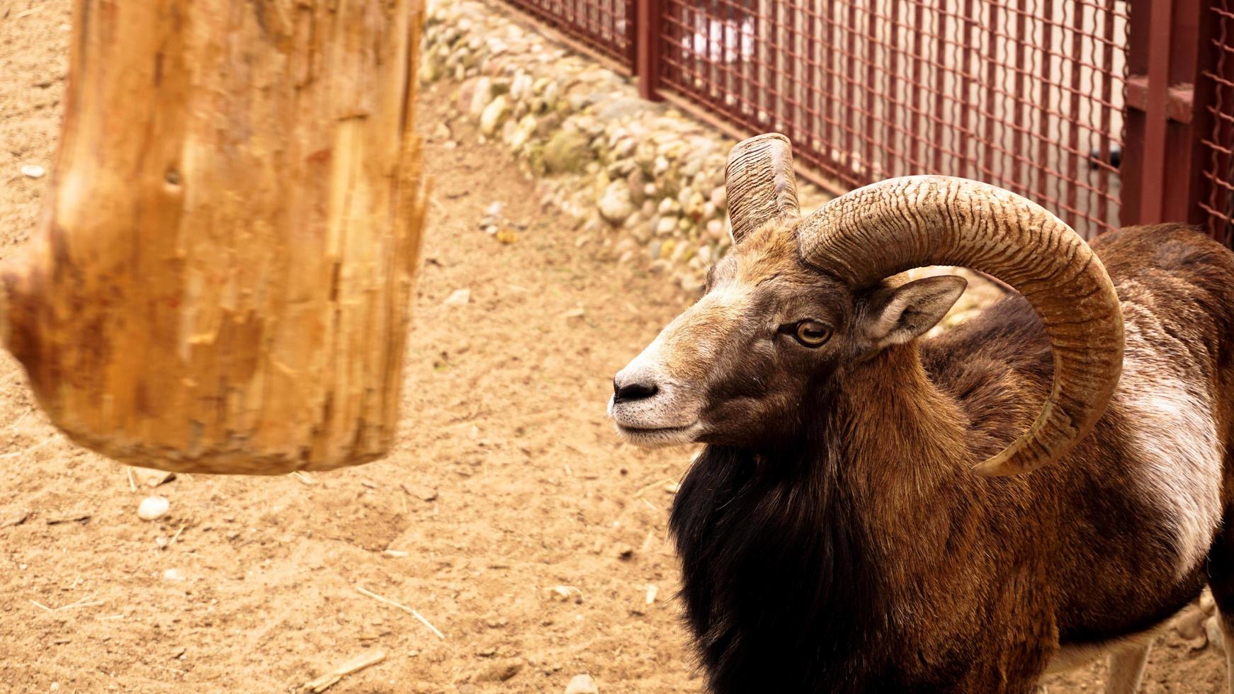 The mouflon scratches its horns against a wooden post. photo