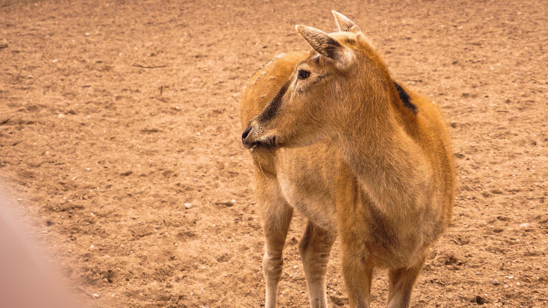 A female deer at the zoo. Deer on a background of sand photo