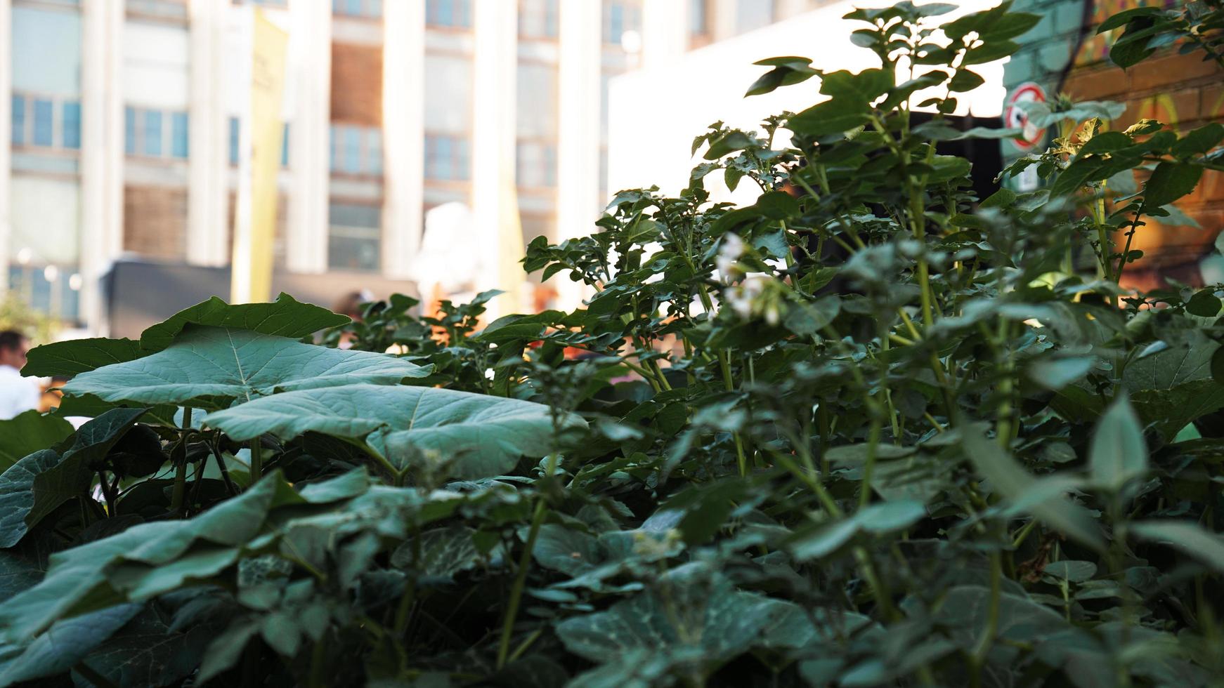 Green tomatoes in the vegetable garden photo