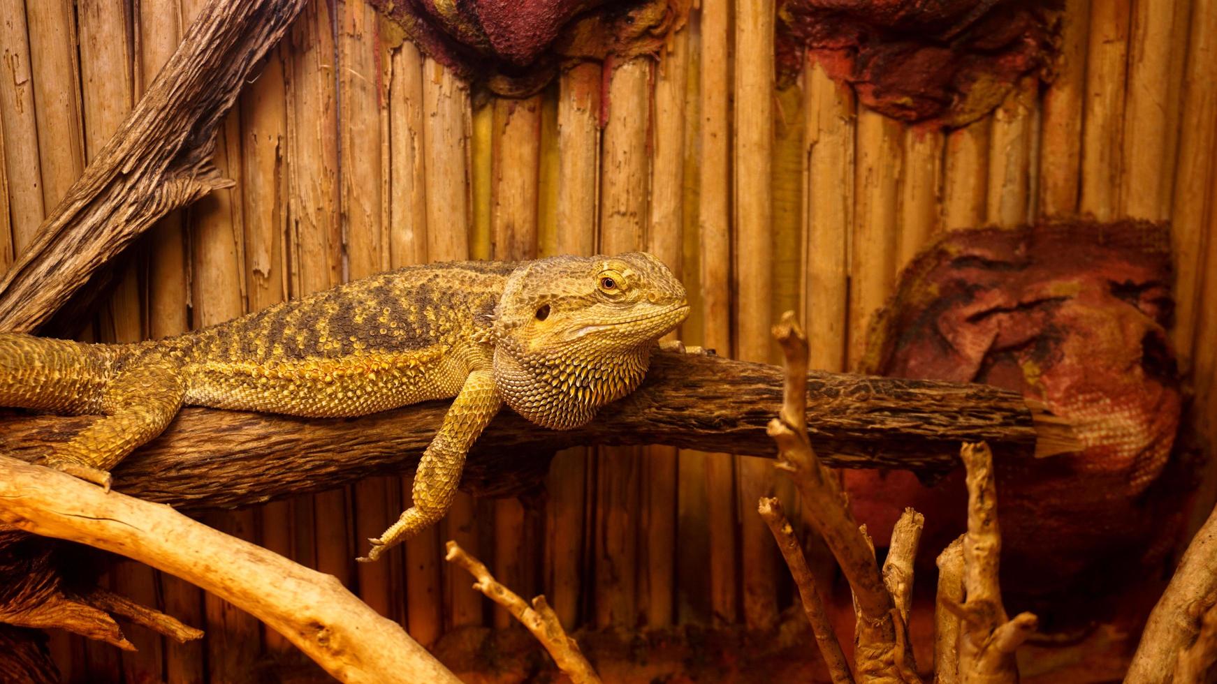 reptil en el terrario. animales en el zoológico. foto