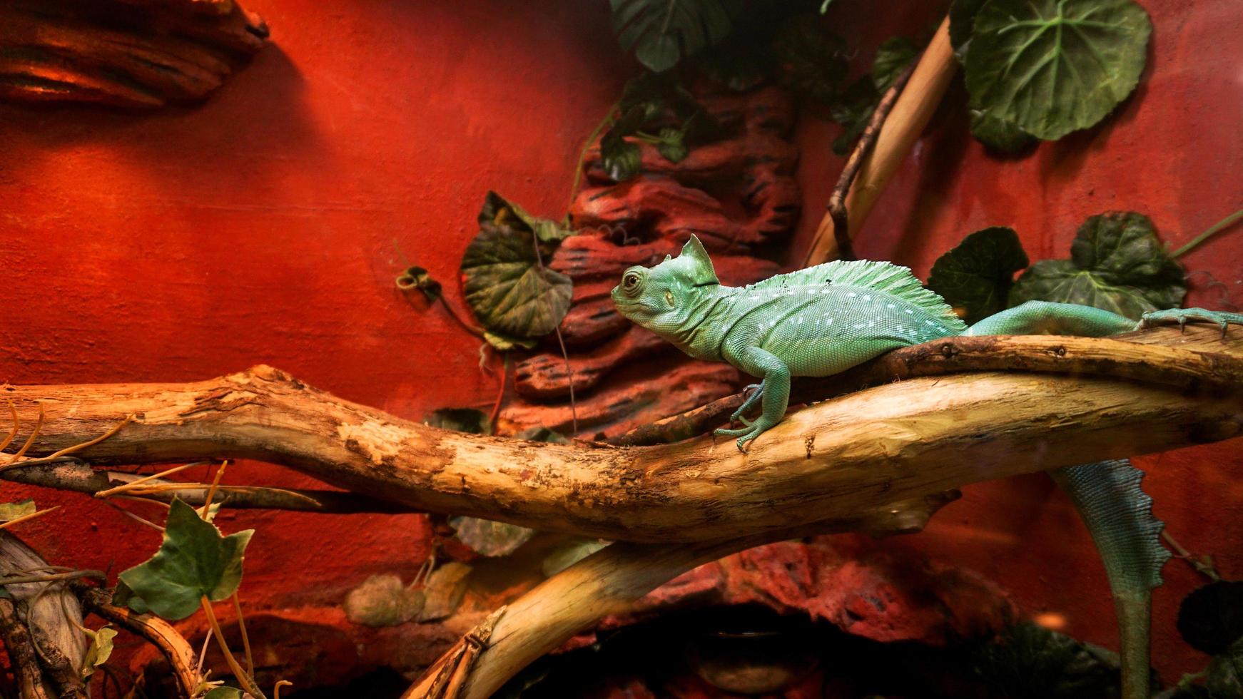 Reptiles at the zoo. A bright turquoise lizard. Cage in a terrarium photo