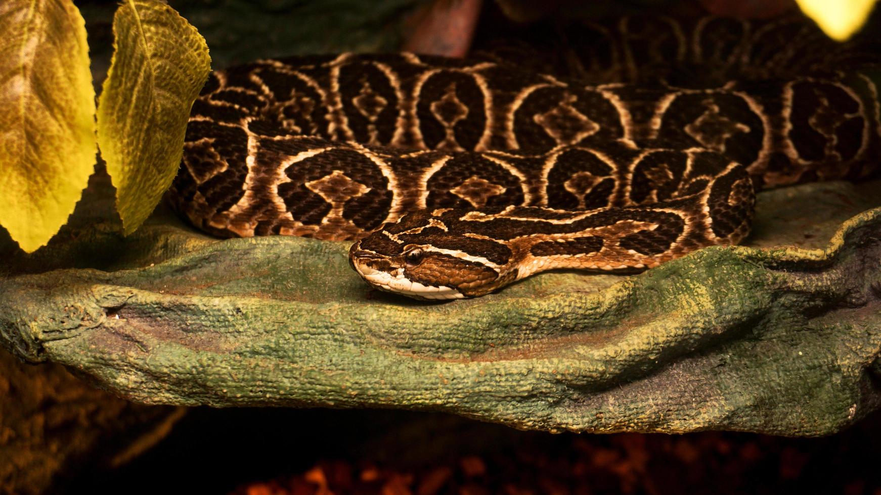 serpiente urutu venenosa mortal. serpiente peligrosa en el zoológico. terrario foto