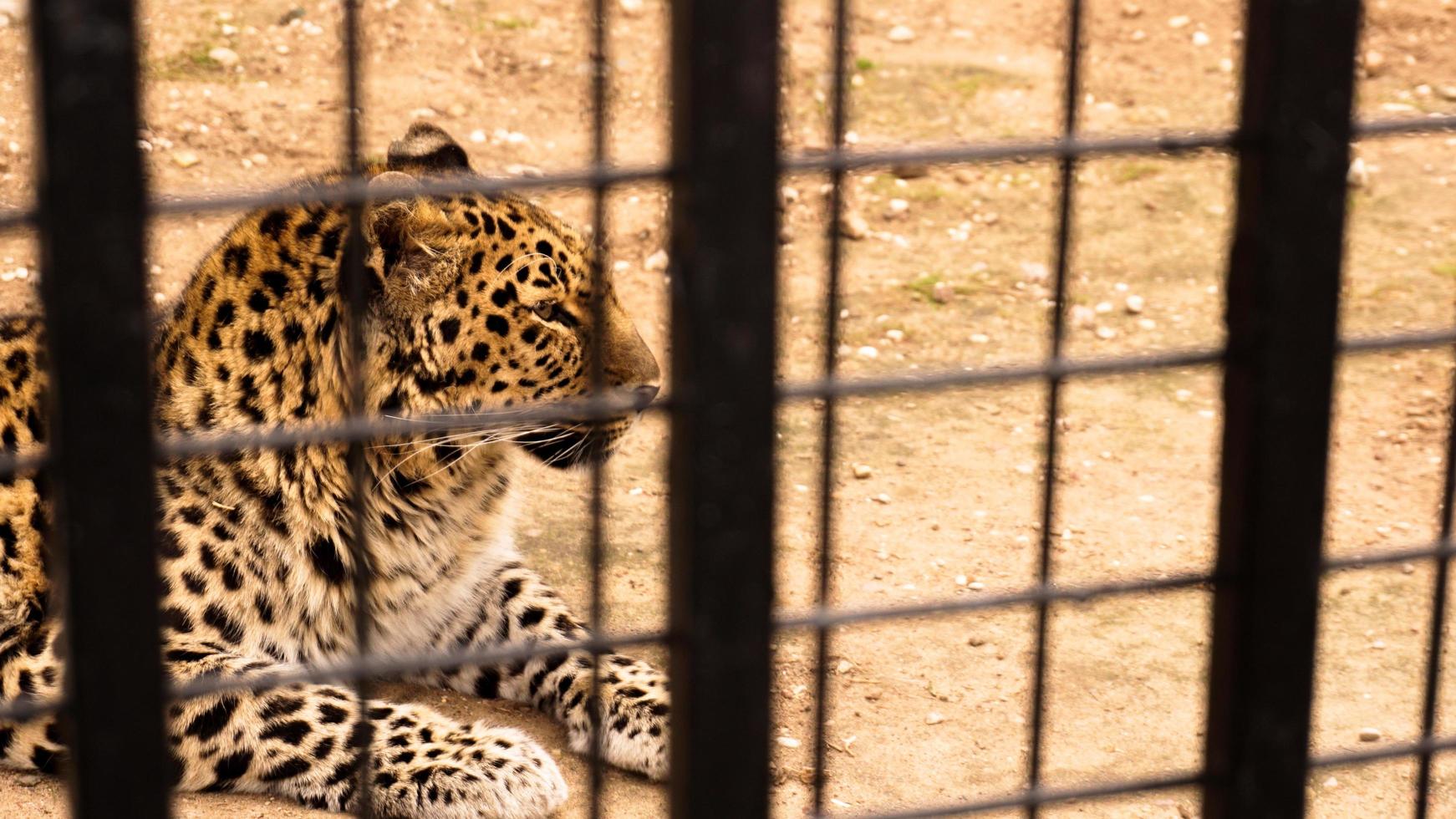un leopardo salvaje yace en la arena. leopardo en una jaula de zoológico foto