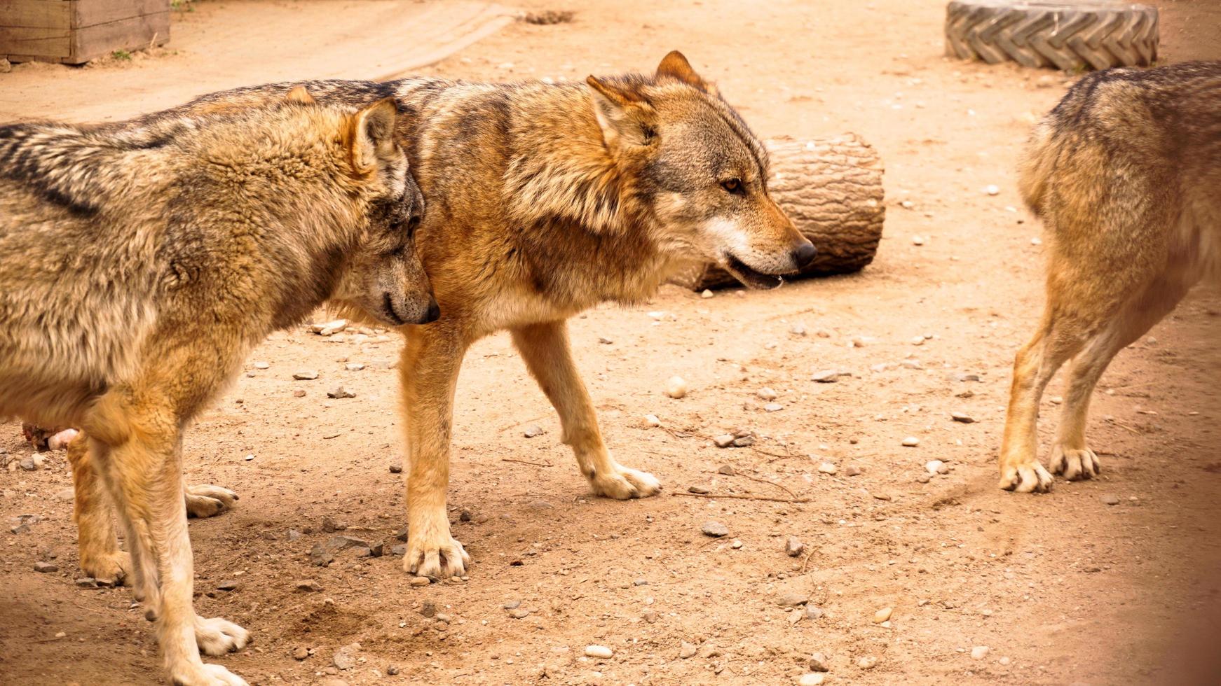 A pack of wolves at the zoo. Wolves in a zoo cage photo