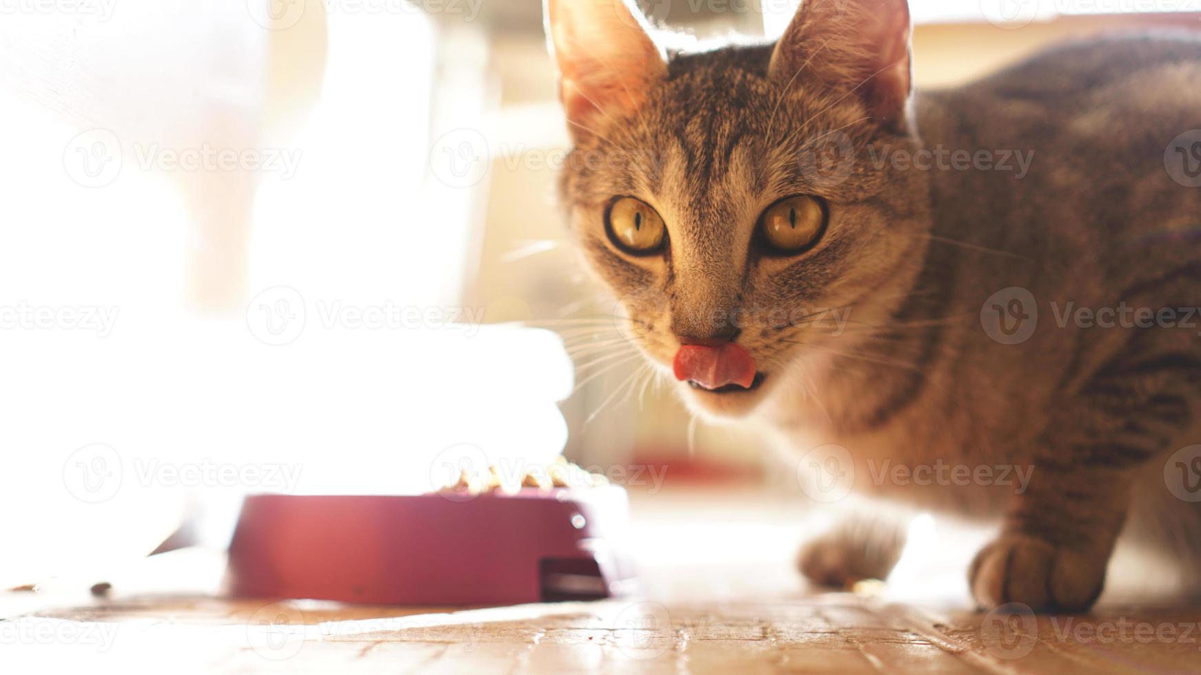 Kitten Lick lips with tongue Tasty. Cat licks his teeth after eating photo