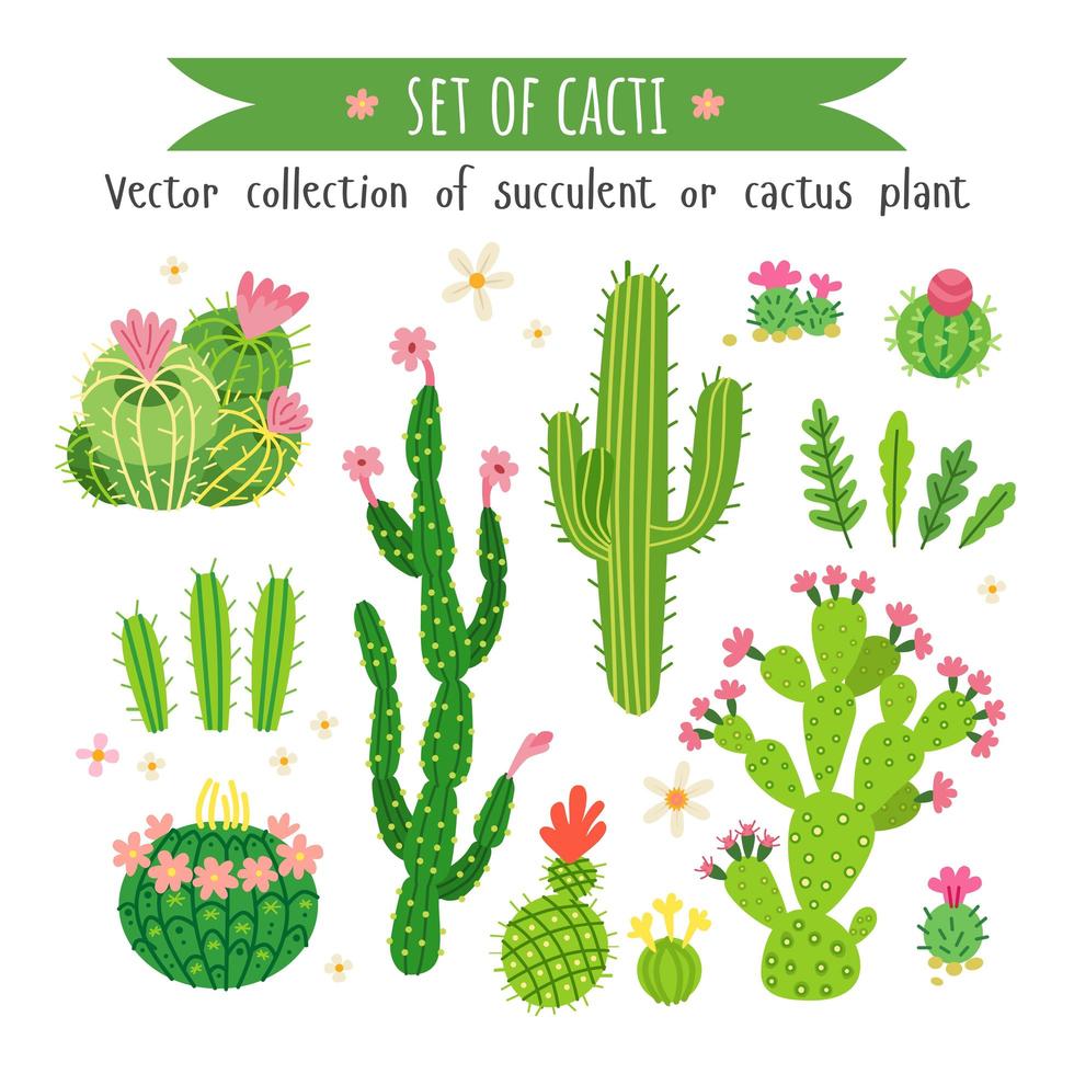 Set of different cactus and a succulents vector