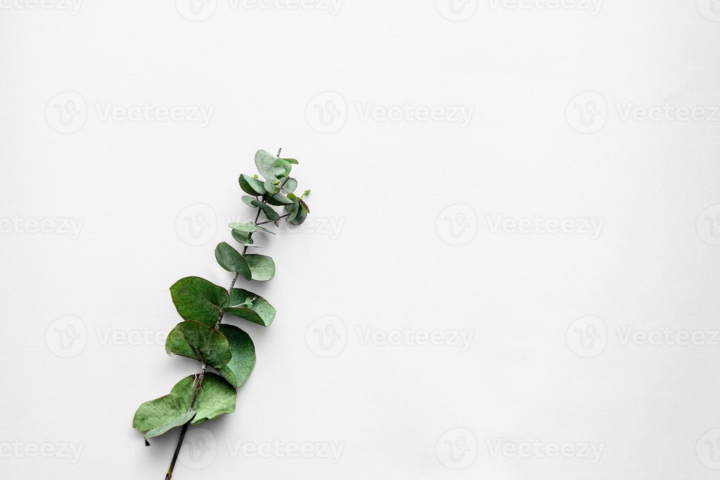 Green leaves on white background photo
