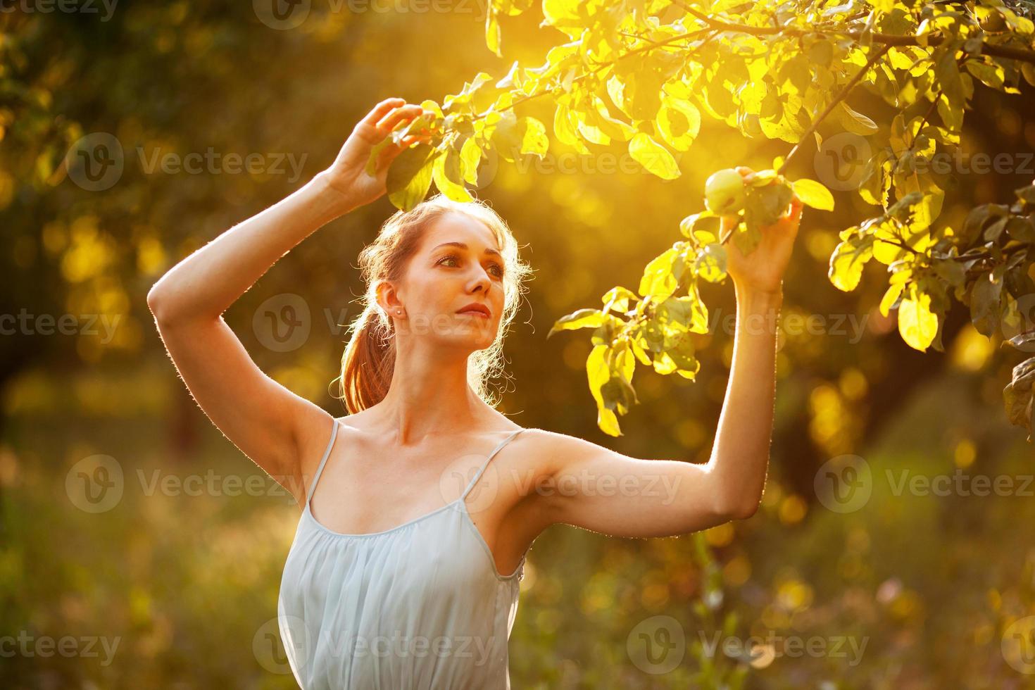 Young woman picks an apple from a tree photo