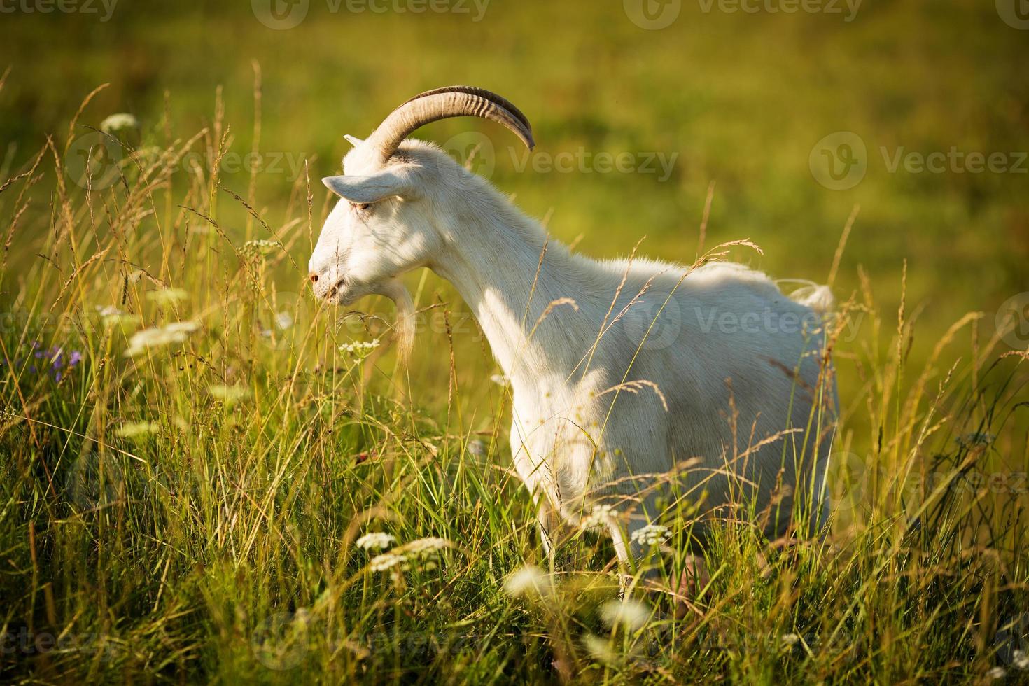 Cabra blanca comiendo hierba en prado verde foto