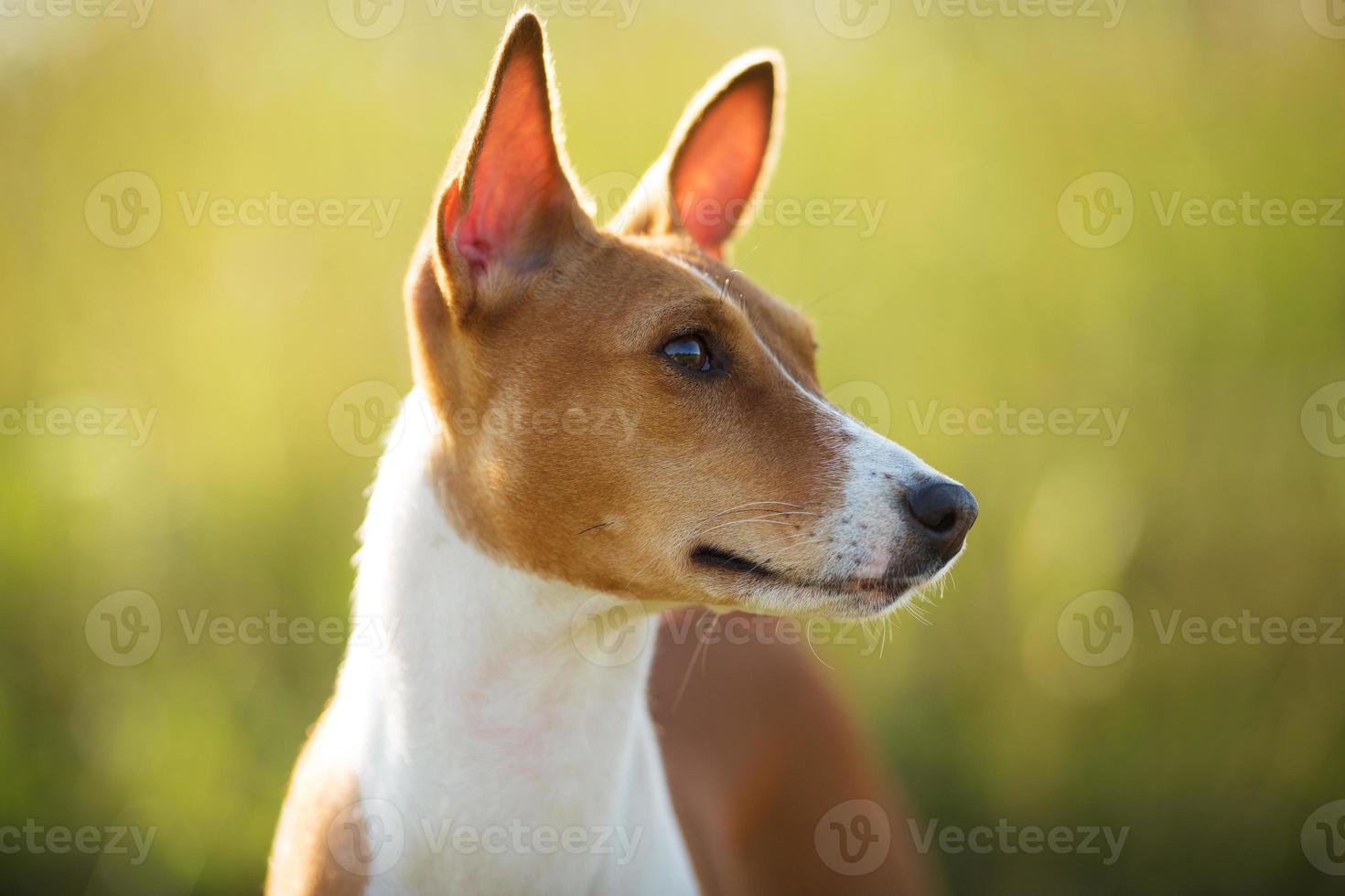 Photographed closeup muzzle red dog photo