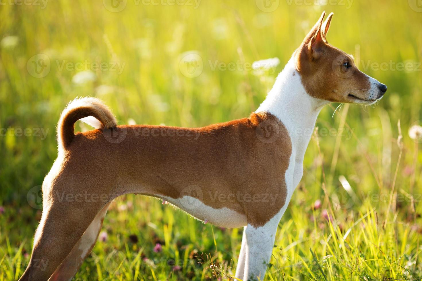 Red dog standing and looking somewhere photo