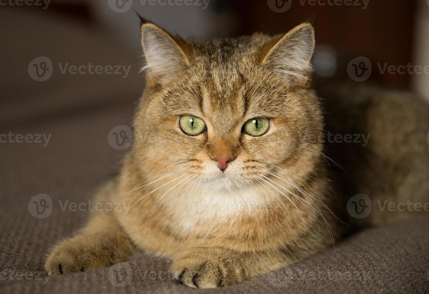 Gato con pedigrí acostado en la cama en casa foto