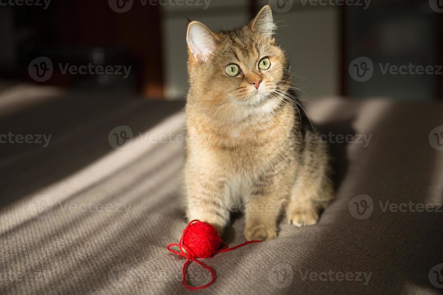 Cat sitting on a bed with a ball of thread photo