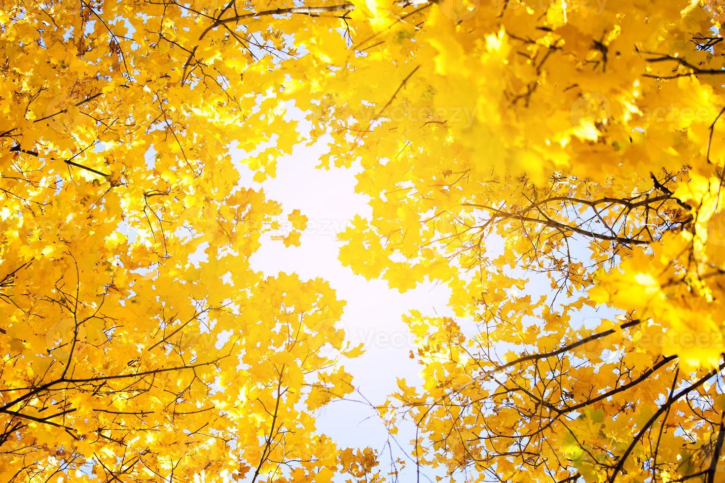 Branches of trees with yellowed leaves photo