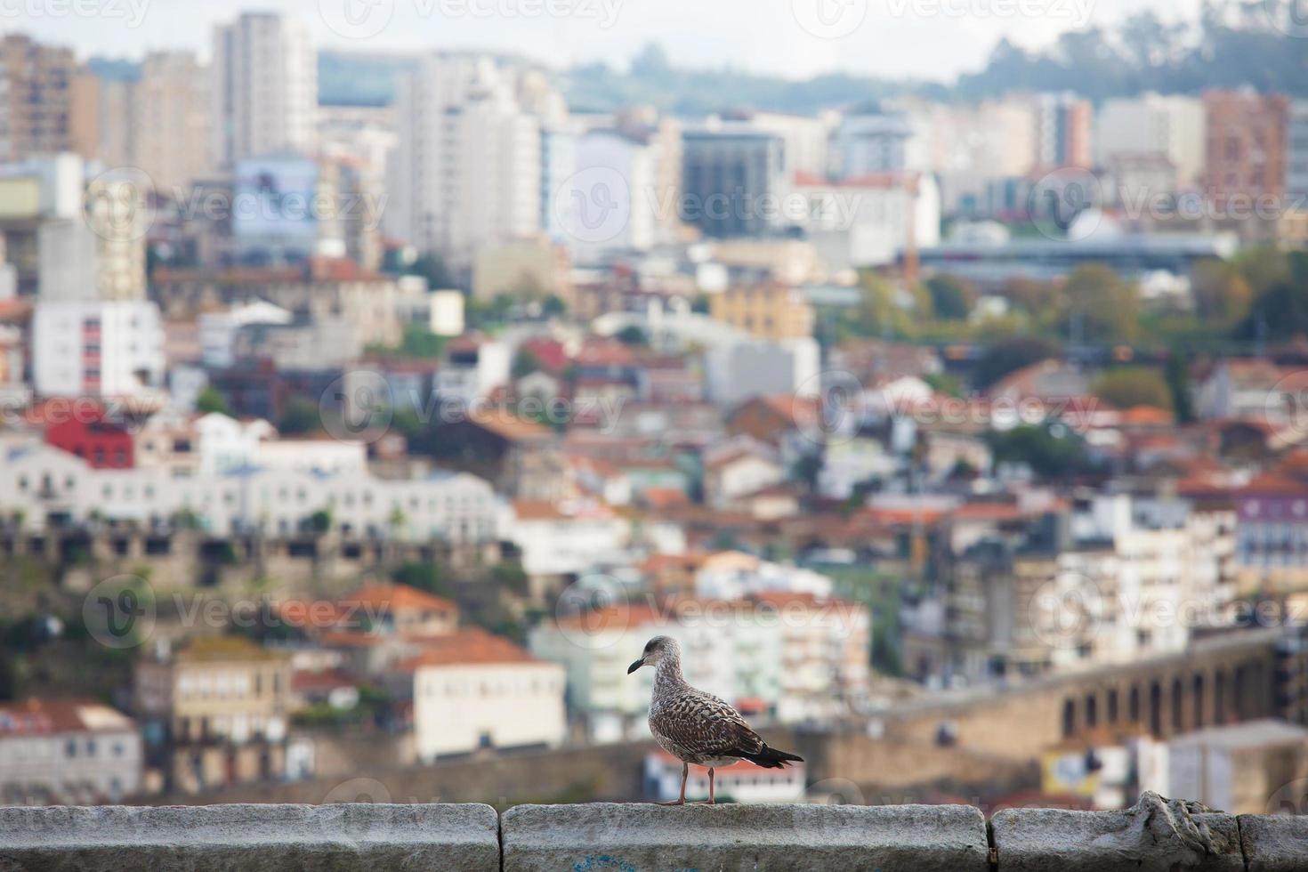 Landscape with a bird in the foreground and a city photo