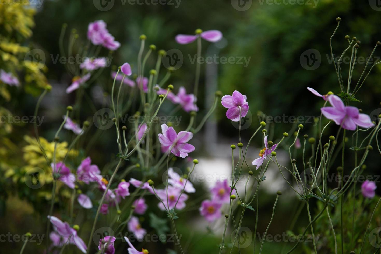 pequeñas flores rosadas en tallos delgados foto