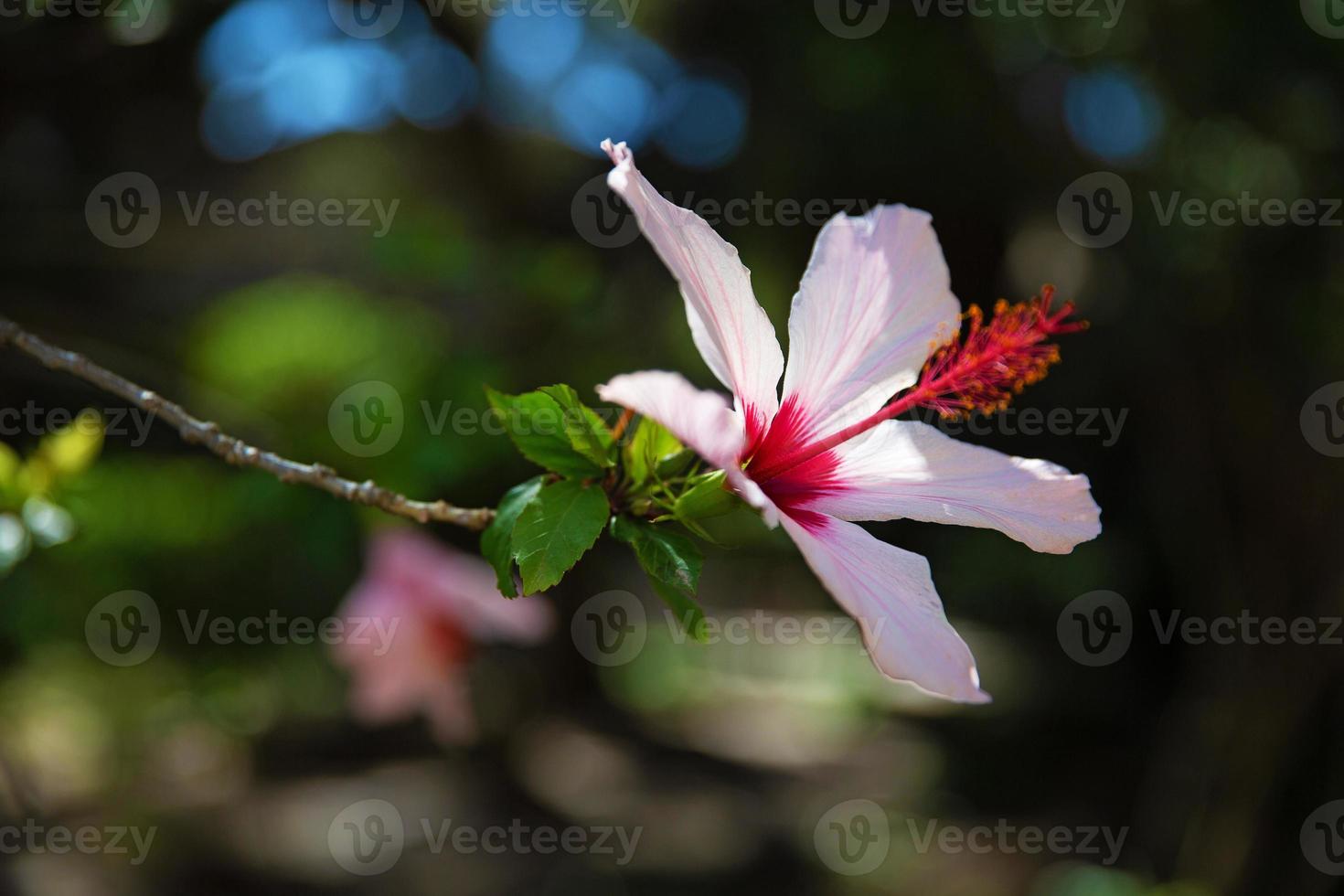 Pink flower with big petals photo