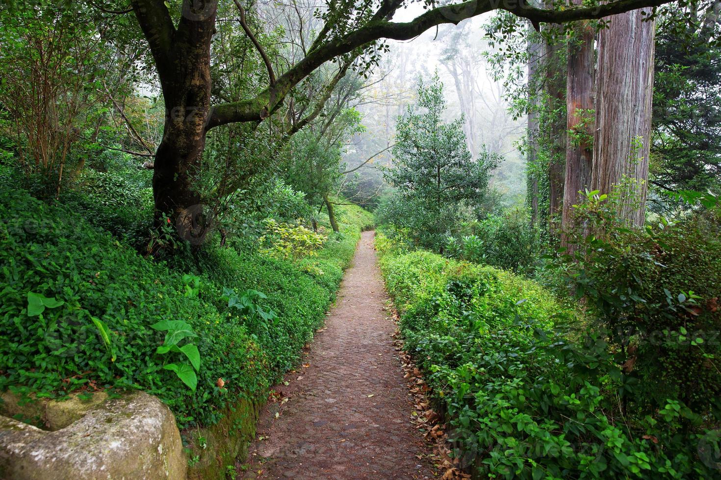 Landscape with trees in the forest photo