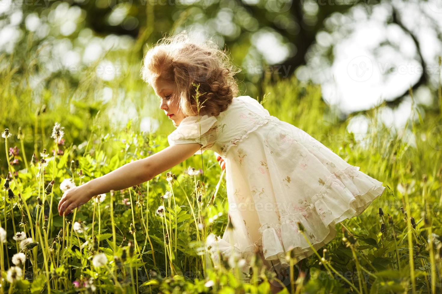 Little happy curly girl collects dandelions photo