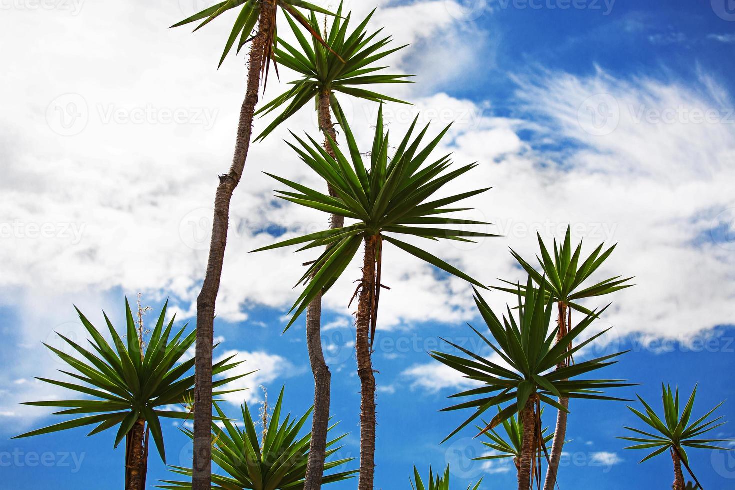 Tall palm trees photo