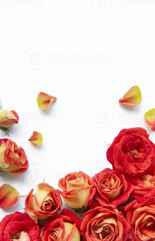 Flowers composition. Frame made of red  roses photo