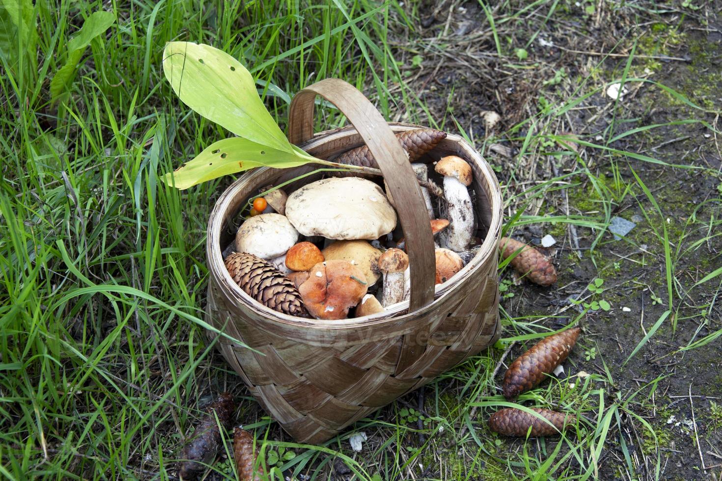 Mushrooms in a basket. Harvesting edible mushrooms in the forest. photo