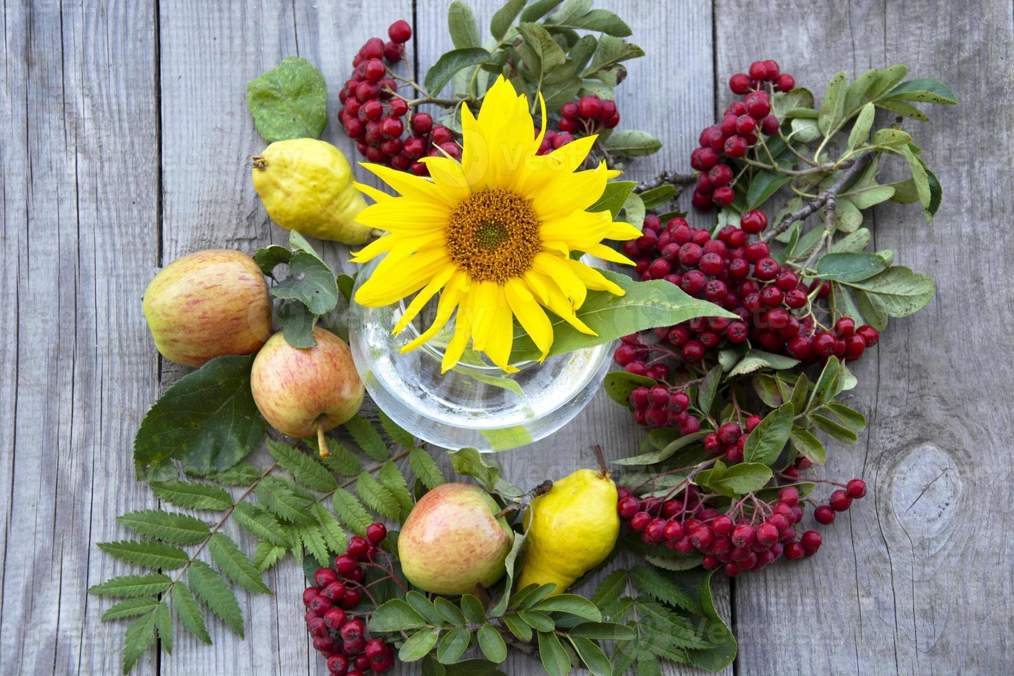 girasol, rama de serbal con bayas y hojas, manzanas y peras se encuentran foto