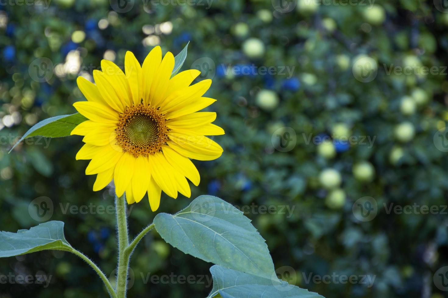 Sunflower. Young sunflower on a green natural blurred background